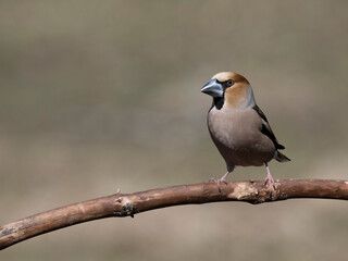 Hawfinch, Coccothraustes coccothraustes