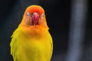 A yellow and orange bird is perched on a branch