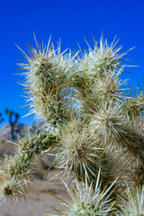  (Cylindropuntia bigelovii) - cactus shape with long silvery spines with rock desert near Joshua...