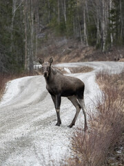 Moose or Elk, Alces alces
