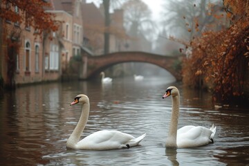 A serene canal in Bruges, Belgium, with historic stone bridges and swans gracefully gliding on the water