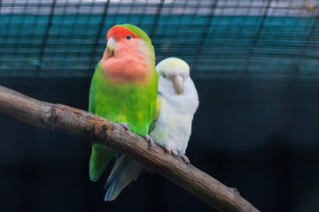 A green and yellow Budgerigar bird is perched on a branch