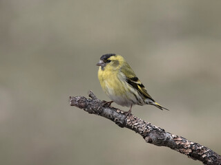 Fototapeta premium Siskin, Carduelis spinus