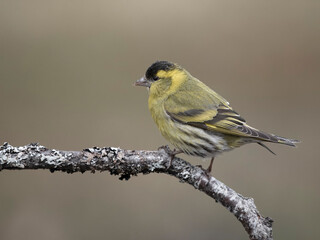 Siskin, Carduelis spinus