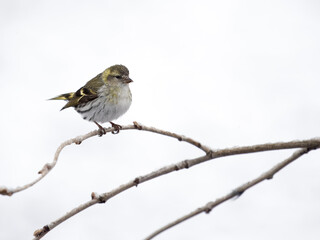 Siskin, Carduelis spinus