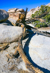 Trunk of a dry dead tree among the rocks in the rock desert in Joshua Tree National Park, California