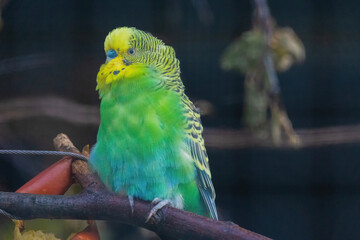 A green and yellow Budgerigar bird is perched on a branch