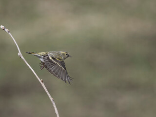 Siskin, Carduelis spinus © Erni