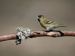 Siskin, Carduelis spinus