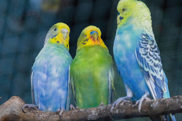 A green and yellow Budgerigar bird is perched on a branch