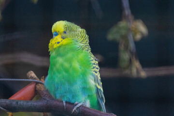 A green and yellow Budgerigar bird is perched on a branch