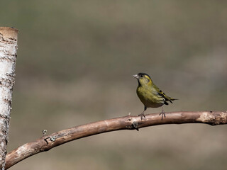 Siskin, Carduelis spinus