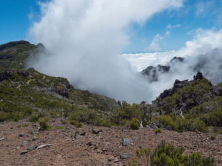 View over green mountains covered with heather, flowers and white dry trees in misty clouds. Hiking trail PR1.2 from Achada do Teixeira to Pico Ruivo, the highest peak in the Madeira, Portugal