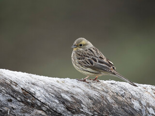 Yellowhammer, Emberiza citrinella,
