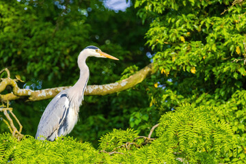 The eastern great egret, a white heron in the genus Ardea, fishing at calm water in lake