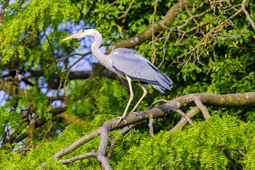 The eastern great egret, a white heron in the genus Ardea, fishing at calm water in lake