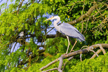Fototapeta premium The eastern great egret, a white heron in the genus Ardea, fishing at calm water in lake