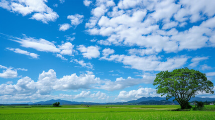 Fototapeta premium 夏の田園風景