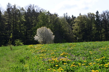 Frühling am Waldrand. Nadelbäume und Laubbäume hinter einer gelb blühenden Wiese und vor weiß...
