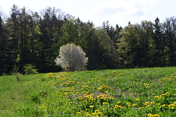Obraz premium Frühling am Waldrand. Nadelbäume und Laubbäume hinter einer gelb blühenden Wiese und vor weiß blühendem Strauch
