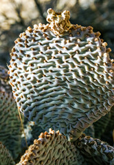 Chenille Prickly Pear Cactus (Opuntia aciculata) - Mojave Desert, Joshua Tree National Park, CA