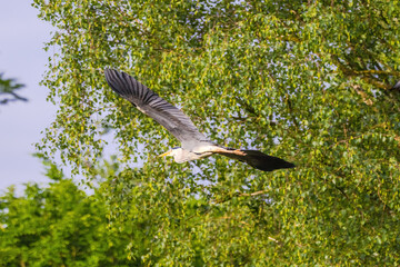 Grey Heron with a long neck flying through the air