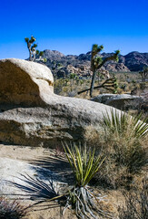 Rock landscape, Yucca Brevifolia Mojave Desert Joshua Tree National Park, CA