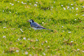 A small bird white wagtail is walking through a field of grass and flowers