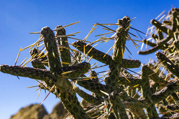 Branched pencil cholla (Cylindropuntia ramosissima) - segmented stem of a cactus with long spines...