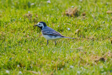 Obraz premium A small bird white wagtail is walking through a field of grass and flowers