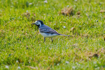 A small bird white wagtail is walking through a field of grass and flowers
