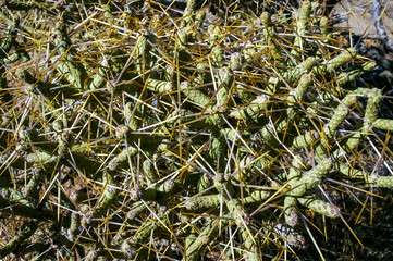Branched pencil cholla (Cylindropuntia ramosissima) - segmented stem of a cactus with long spines...