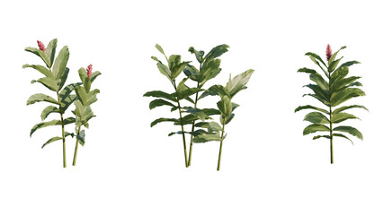 Isolated Alocasia plant for post production.