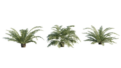 Isolated Angiopteris Fokiensis plant for post production.