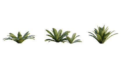 Isolated Asplenium Nidus plant for post production.