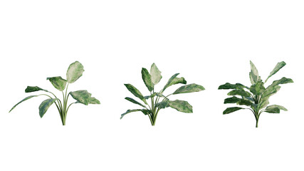 Isolated Aglaonema Tenuipes plant for post production.