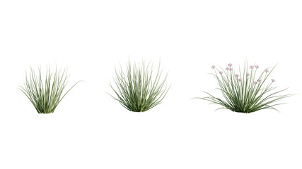 Isolated Allium Mongolicum plant for post production.