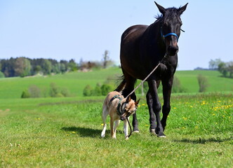 Spaziergang mit Hund und Pferd. Schäferhund führt dunkles Pferd am Strick © Grubärin
