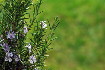 Rosemary plant with flowers close up