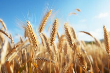 Fototapeta premium side view of a field with dry mature autumn wheat ears. 