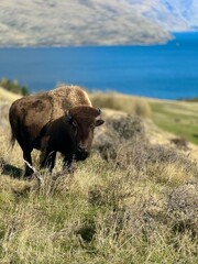 buffalo in the field