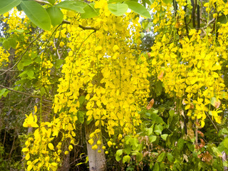 Abstract photo of Golden Shower Tree (Cassia fistula) in the public park. Beautiful blooming Indian Laburnum flower in the garden.