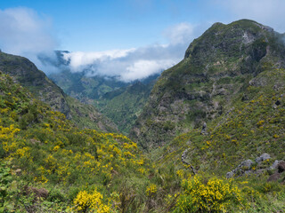 View of green foggy misty mountain landscape covered with yellow flowers and white dry trees at hiking trail PR12 to Pico Grande one of the highest peaks in the Madeira, Portugal