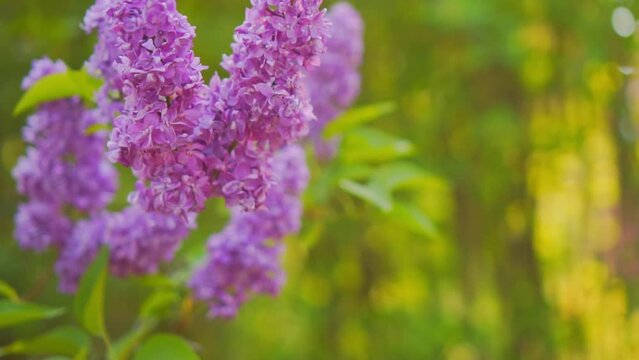 Beautiful lilac blooms in bright sunlight against a background of green plants. View of charming purple flowers swaying in the wind. Calm lilac branch on a spring day. Floral concept