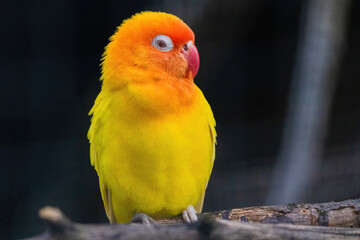 A yellow and orange bird is perched on a branch