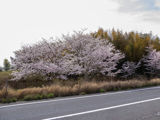 道路沿いに咲く桜