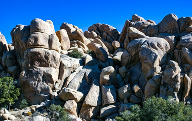 Cacti, yuccas and conifers among rocks in the rock desert in Joshua Tree National Park, California