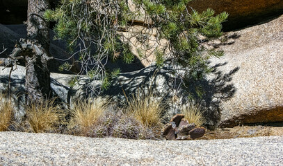 Cacti, yuccas and conifers among rocks in the rock desert in Joshua Tree National Park, California