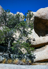 Cacti, yuccas and conifers among rocks in the rock desert in Joshua Tree National Park, California
