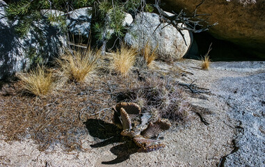 Chenille Prickly Pear Cactus (Opuntia aciculata) - Mojave Desert, Joshua Tree National Park, CA